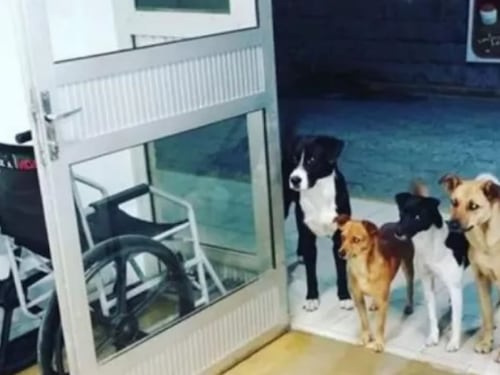 Il clochard è ricoverato, i suoi cani lo aspettano alla porta