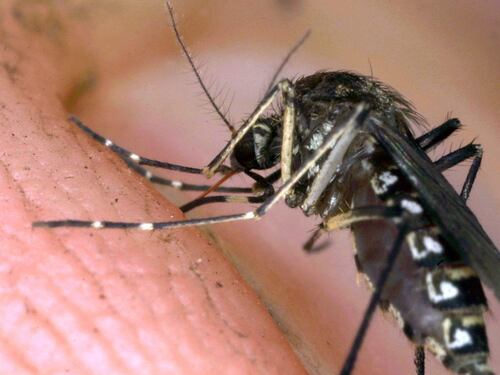 Ci mancava la febbre del Nilo: un morto a Cremona per il virus che si trasmette con le zanzare