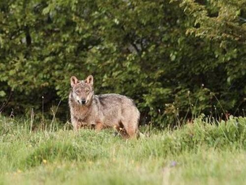 Nello zoo romano ci mancavano i lupi