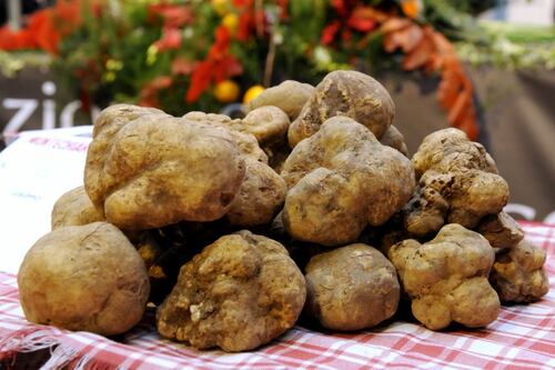 Un week-end alla corte del re dei tartufi