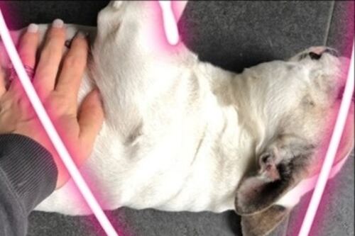 Ritrovata la cagnolina di Diego Perotti: "Grazie a tutti"