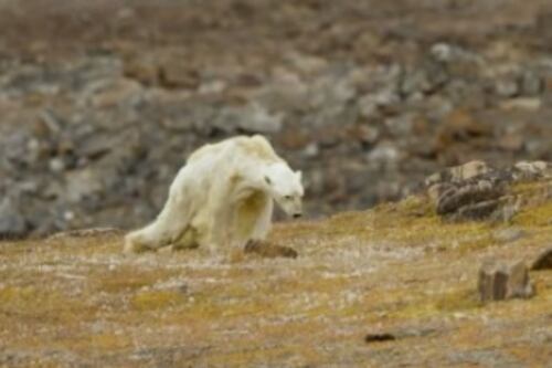 "Così un orso polare muore di fame". Il video choc sul riscaldamento globale