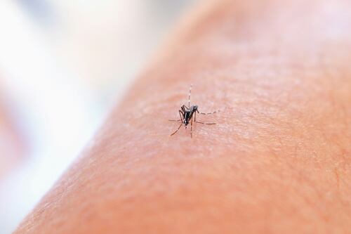 West Nile, morto un 83enne nel Casertano. Sale a nove la quota decessi nel Lazio