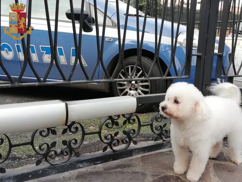 Si perde sull'A24 ferito a una zampa. Così la polizia salva il cagnolino Charlie