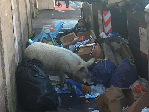Roma, un maiale in strada tra i rifiuti. Meloni: è il fallimento di M5S