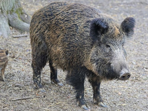 Genova, donna morsa da un cinghiale in spiaggia. “Emergenza pubblica”