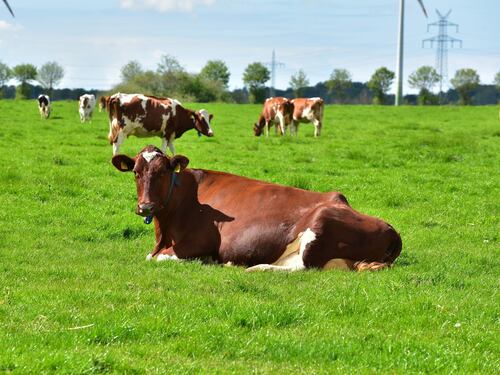 La stravagante idea olandese per ridurre l’inquinamento dovuto alle mucche
