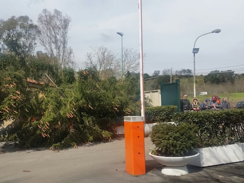 Albero crolla a Trigoria, mister Spalletti boscaiolo per un giorno
