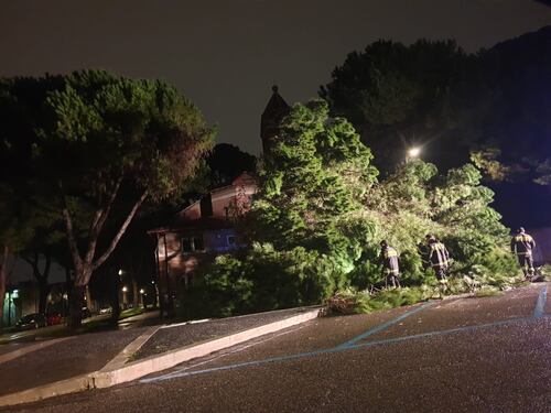 Albero crolla in strada: tragedia sfiorata a Testaccio