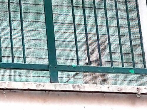 Gatto al guinzaglio sul balcone. Salvo dopo l'allarme dei vicini