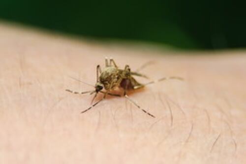 Febbre Dengue, due casi nel Pisano spaventano la Toscana. Scatta la disinfestazione