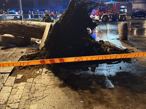 Dopo il crollo del pino chiusa via dei Fori Imperiali fino al 23 del 6 gennaio
