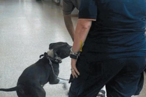 Roma, abbandonati in città due cani al giorno