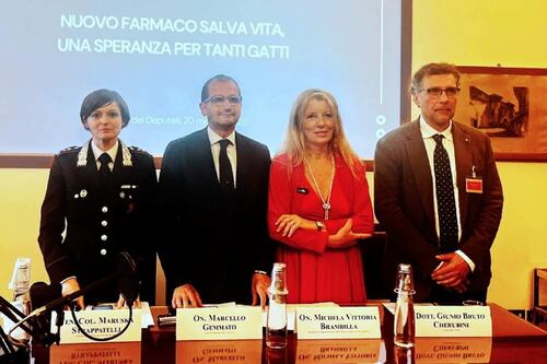 Gatti, verso autorizzazione farmaco salva-vita. Brambilla: "Felice sia arrivata una risposta"