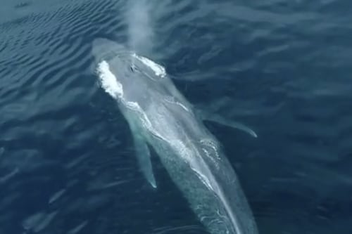 L'enorme balena si avvicina sott'acqua. La minaccia lascia senza fiato