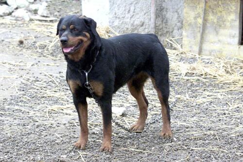 Roma, uomo sbranato da rottweiler mentre fa jogging