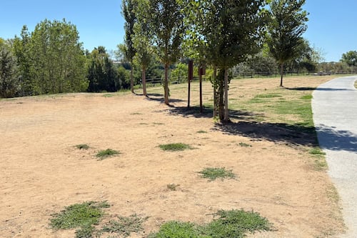 Parco Tevere Marconi, da polmone di quartiere a terra desolata. Palma: "Non siamo a Oslo, i prati vanno annaffiati"