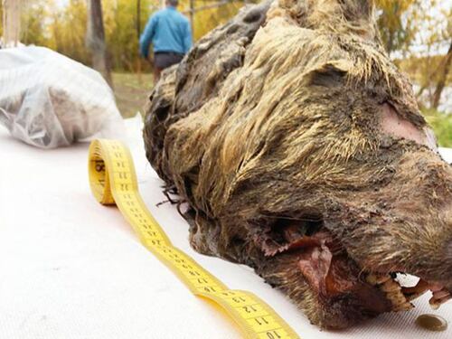 Un enorme testa di lupo spunta sotto i ghiacci della Siberia