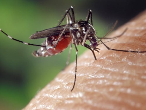 West nile virus, zanzare infette pure nel Lazio. Già 5 morti in Italia