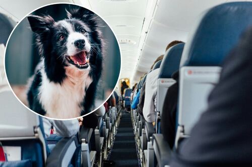 Rivoluzione in aereo, cani (anche grandi) accanto al padrone. La proposta dell'Enac