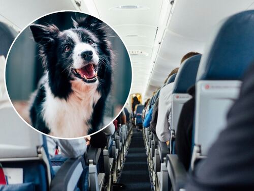 Rivoluzione in aereo, cani (anche grandi) accanto al padrone. La proposta dell'Enac