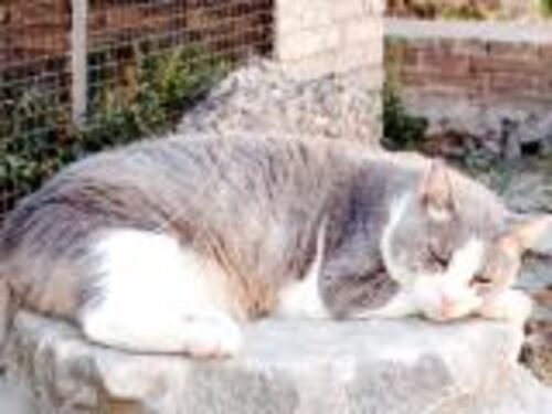 Alla festa del gatto fusa in regalo