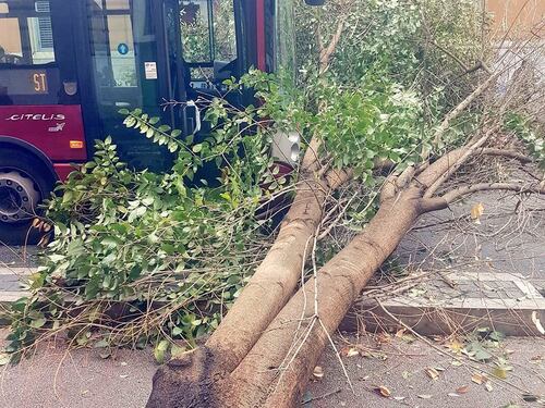 Paura a Prati: un albero cade e sfiora un bus