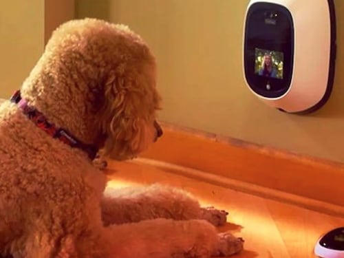 Giochi, robot e cibo. Così nasce l'hi-tech per i cani