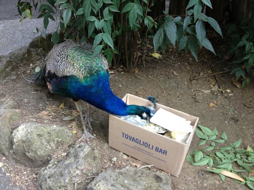 Bioparco, merenda con spazzatura e popcorn per il pavone