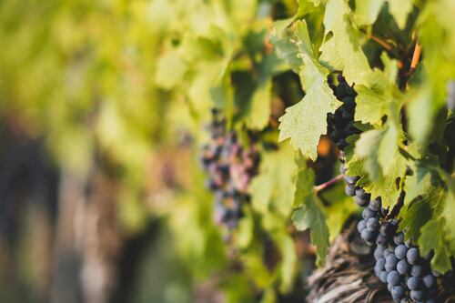 Ue, 15 milioni al Sudafrica per la crescita dell’industria vinicola
