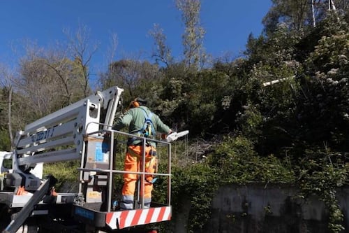 Roma, albero cade sulla Panoramica. Altra tragedia sfiorata sulle strade