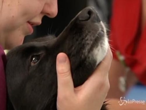 Cani e gatti non trasmettono il Covid, ma possono essere contagiati dai padroni