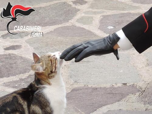 Ciciliano, polpette avvelenate per i gatti. Denunciato un pensionato