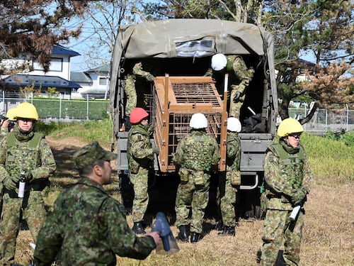 Giappone, dichiarata guerra agli orsi: in 6 mesi uccisi 4.200 esemplari