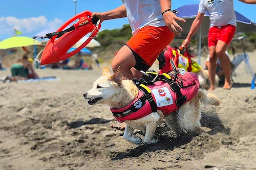 Sicurezza in mare, così i 70 cani-bagnino del Lazio salvano vite