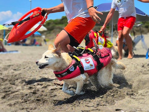 Sicurezza in mare, così i 70 cani-bagnino del Lazio salvano vite