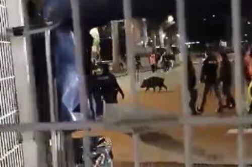 C'è un cinghiale, i cancelli restano chiusi: domenica bestiale allo stadio Olimpico