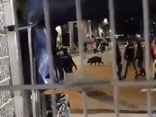 C'è un cinghiale, i cancelli restano chiusi: domenica bestiale allo stadio Olimpico