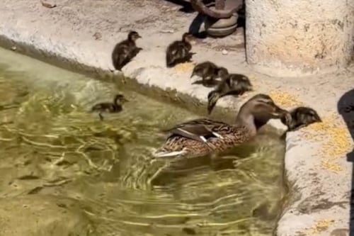Prati, nascono dieci piccoli di germano reale: chiusa la fontana di piazza Mazzini. Il video tenerissimo