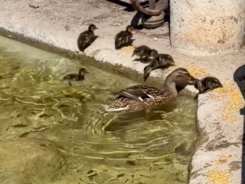 Prati, nascono dieci piccoli di germano reale: chiusa la fontana di piazza Mazzini. Il video tenerissimo