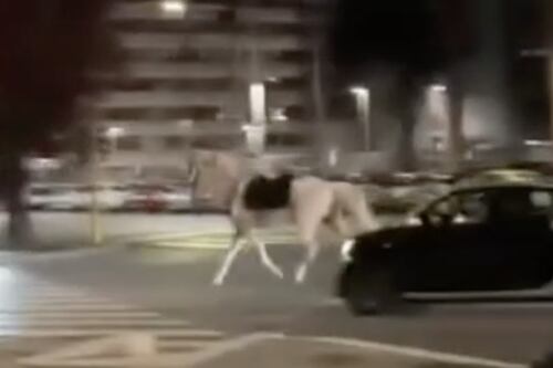 Cavalli in fuga dopo le prove della parata, notte di caos a Roma sud