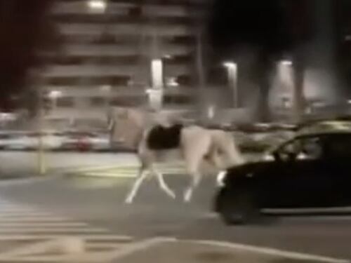 Cavalli in fuga dopo le prove della parata, notte di caos a Roma sud