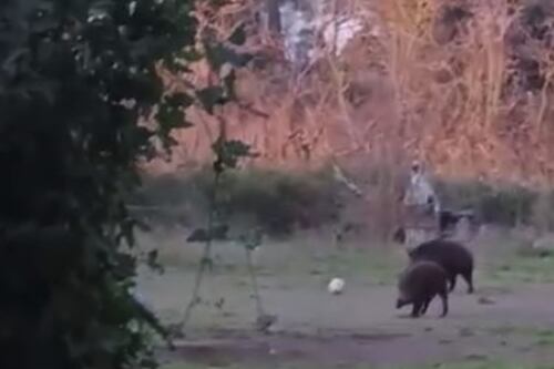 Cinghiali giocano a pallone nel parco. No, non sono "carini" ma pericolosi