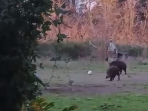 Cinghiali giocano a pallone nel parco. No, non sono "carini" ma pericolosi