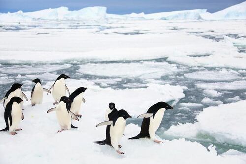 Corsa contro il tempo per salvare l'Oceano Antartico
