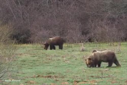 È primavera, l'orsa Sebastiana e i suoi cuccioli escono dal letargo