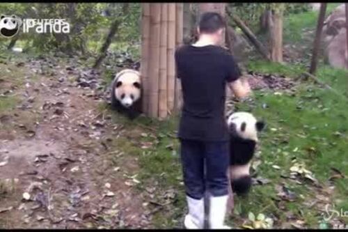Il cucciolo di panda non vuole salire sull'albero: la sua protesta è tenerissima