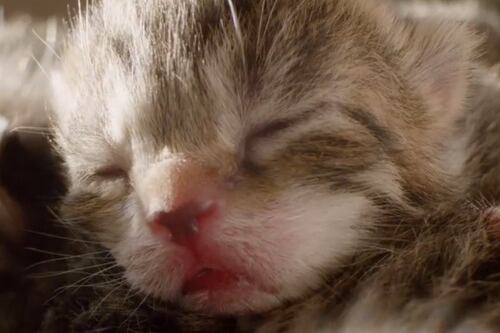 Coccole e "superpoteri": così i gatti sono diventati gli animali domestici più amati