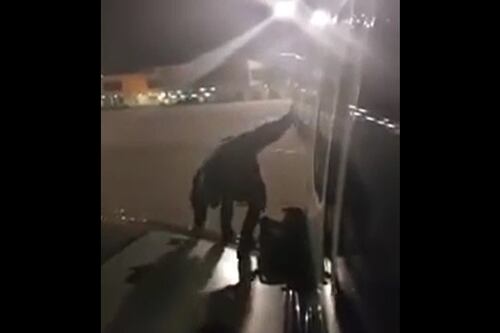 Follia in aereo a Malaga: stanco di aspettare scende dall'ala