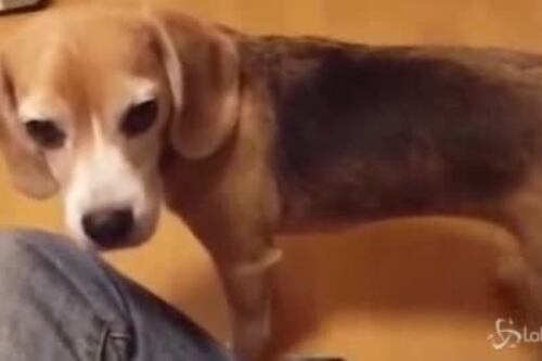 Suona il piano e va sullo skate. Purin il cane super intelligente
